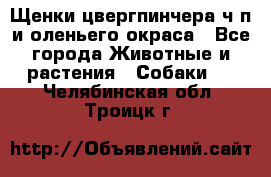 Щенки цвергпинчера ч/п и оленьего окраса - Все города Животные и растения » Собаки   . Челябинская обл.,Троицк г.